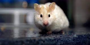 Genetics: Scientists wanted to appease hamsters by modifying their genes with the CRISPR-Cas9 technique, they made them much more aggressive